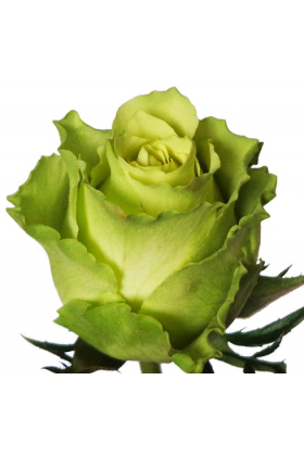 Саджанці чайно - гібридної троянди Лімбо (Limbo). Саджанець 10-15 см