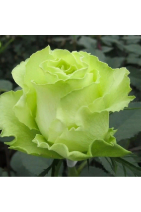 Саженцы чайно - гибридной розы Лимбо (Limbo).Саженец 10-15 см