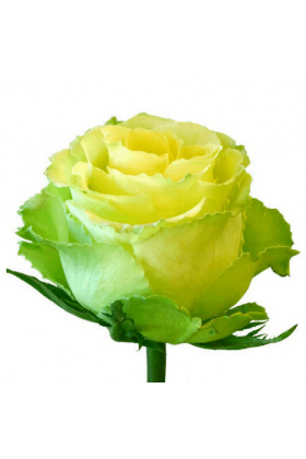 Саженцы чайно - гибридной розы Лимбо (Limbo).Саженец 10-15 см