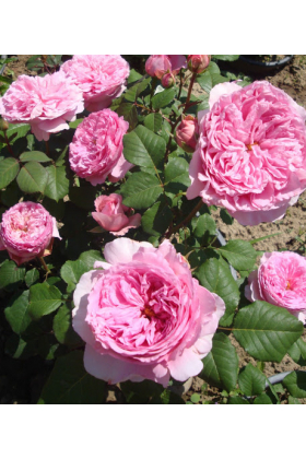 Саженцы парковой розы шраб Элоди Госсини