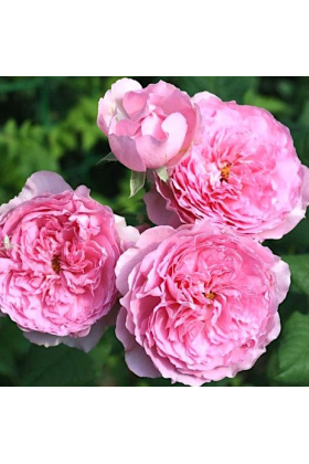 Саженцы парковой розы шраб Элоди Госсини