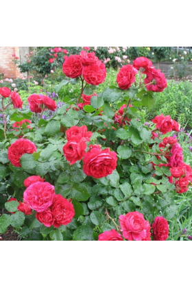 Саджанці троянд флорибунда Ред Леонардо да Вінчі
